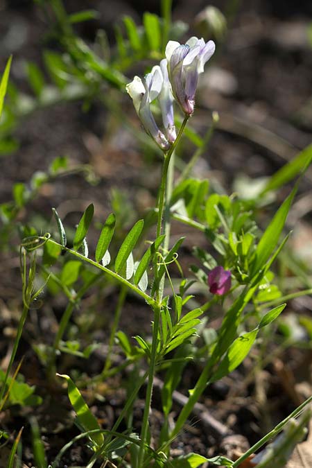 Vicia glauca \ Blaugrne Wicke / Glaucous Vetch, Sizilien/Sicily Ätna Ostseite / Etna Eastern side 26.4.2016 (Photo: Uwe & Katja Grabner)