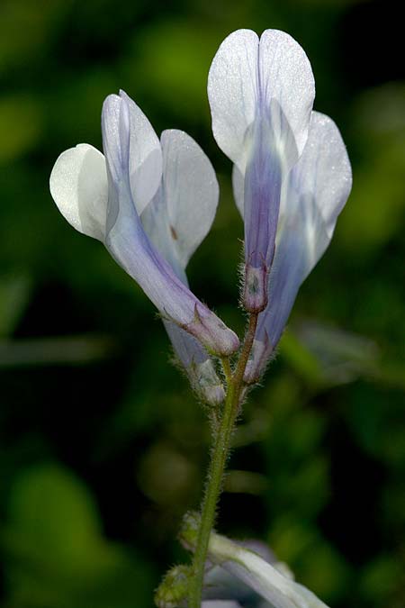 Vicia glauca \ Blaugrne Wicke, Sizilien Ätna Ostseite 26.4.2016 (Photo: Uwe & Katja Grabner)