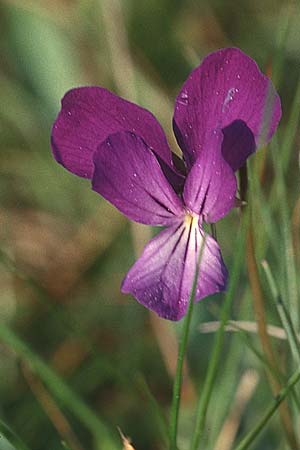 Viola bertolonii subsp. messanensis \ Messina-Veilchen, Sizilien Messina 26.4.1998