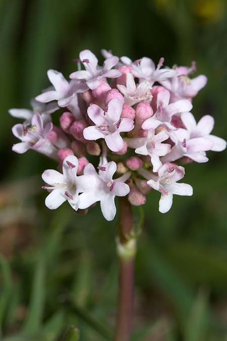 Valeriana tuberosa \ Knolliger Baldrian / Tuberous Valerian, Sizilien/Sicily Madonie 23.4.2016 (Photo: Uwe & Katja Grabner)