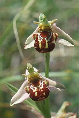 Ophrys apifera / Bee Orchid, Sicily,  Buccheri 27.4.1998 