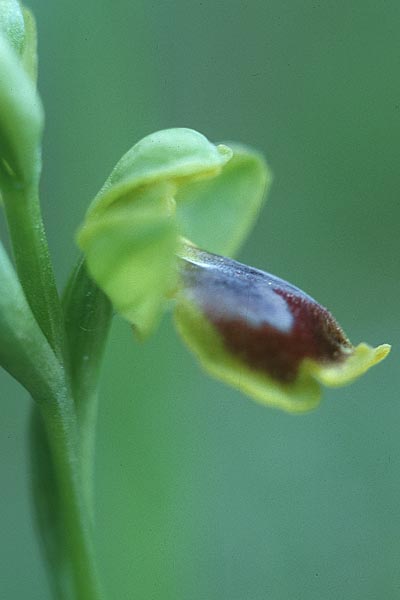 Ophrys archimedea \ Archimedes-Ragwurz / Archimedes Orchid, Sizilien/Sicily,  Cammarata 29.4.1998 