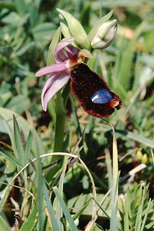 Ophrys bertolonii \ Bertolonis Ragwurz, Vöglein-Ragwurz / Bertoloni's Bee Orchid, Sizilien/Sicily,  Vizzini 4.4.1998 