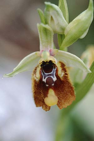 Ophrys biancae \ Biancas Ragwurz, Sizilien,  Ferla 1.4.1998 