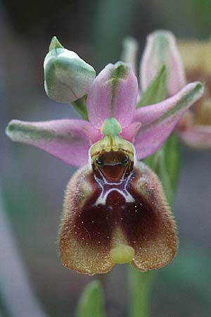 Ophrys biancae \ Biancas Ragwurz, Sizilien,  Ferla 11.4.1999 