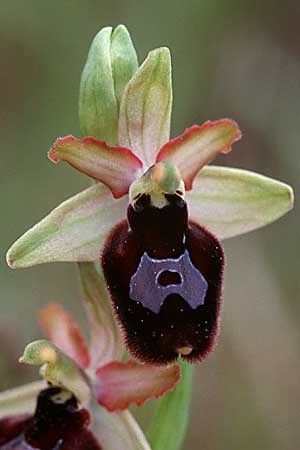 Ophrys bertolonii x incubacea, Sizilien/Sicily,  Ferla 11.4.1999 