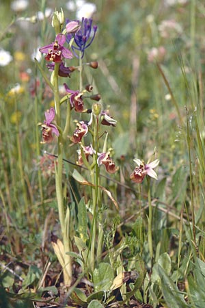 Ophrys calliantha / Splendid Beak Bee Orchid, Sicily,  Ferla 26.4.1998 