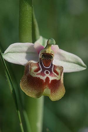 Ophrys calliantha / Splendid Beak Bee Orchid, Sicily,  Ferla 26.4.1998 