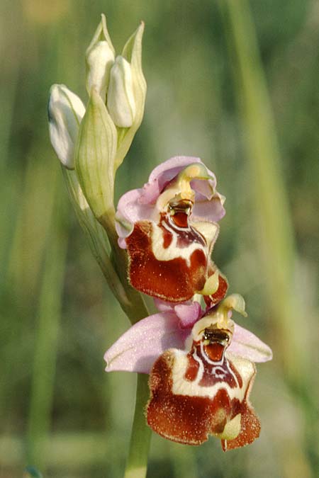 Ophrys calliantha \ Prächtige Schnabel-Ragwurz / Splendid Beak Bee Orchid, Sizilien/Sicily,  Ferla 26.4.1998 