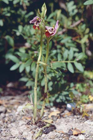 Ophrys calliantha / Splendid Beak Bee Orchid, Sicily,  Vittoria 12.4.1999 