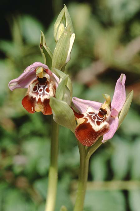 Ophrys calliantha / Splendid Beak Bee Orchid, Sicily,  Vittoria 12.4.1999 