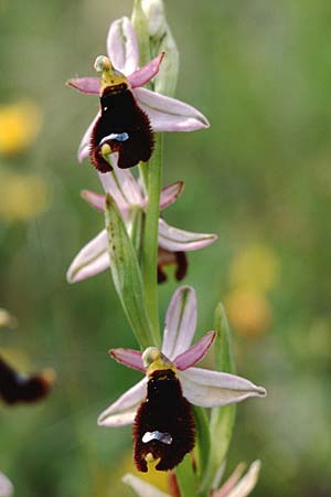 Ophrys explanata \ Ausgebreitete Ragwurz / Outspread Bee Orchid, Sizilien/Sicily,  Passo delle Pantanelle 31.3.1998 