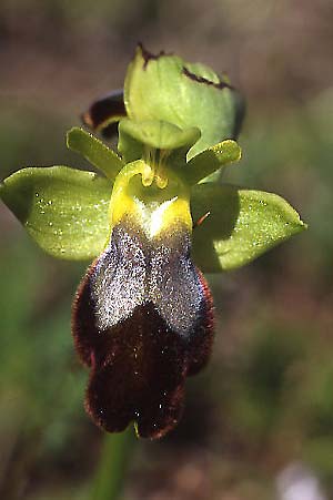 Ophrys forestieri \ Braune Ragwurz / Dull Orchid, Sizilien/Sicily,  Niscemi 2.3.2003 (Photo: Helmut Presser)