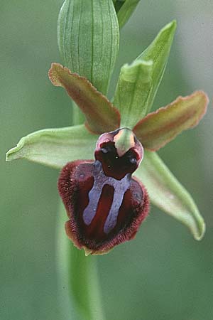 Ophrys garganica subsp. garganica \ Gargano-Ragwurz / Gargano Bee Orchid, Sizilien/Sicily,  Godrano 30.3.1998 