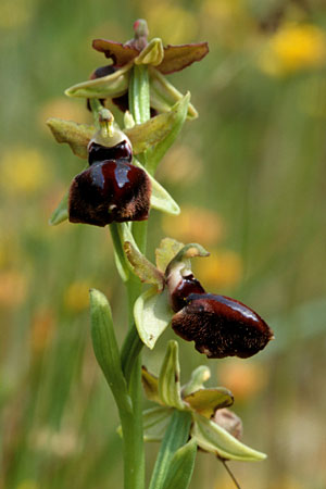 Ophrys garganica subsp. garganica \ Gargano-Ragwurz / Gargano Bee Orchid, Sizilien/Sicily,  Passo delle Pantanelle 31.3.1998 