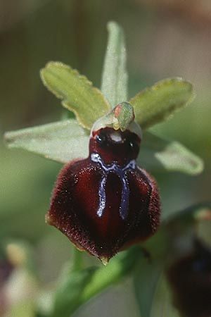 Ophrys incubacea \ Schwarze Ragwurz / Black Spider Orchid, Sizilien/Sicily,  Niscemi 2.4.1998 