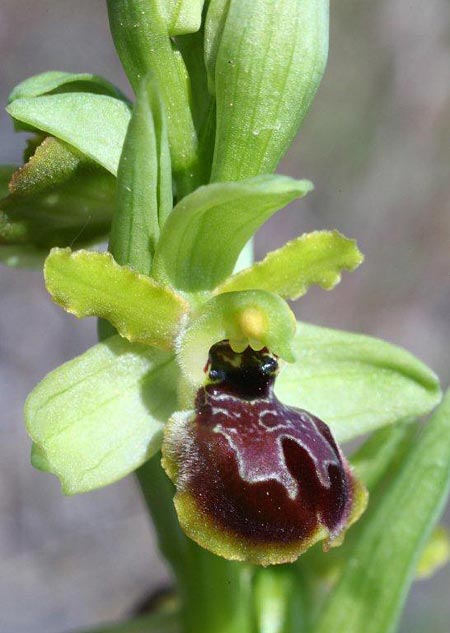 Ophrys sphegodes subsp. grassoana \ Ätna-Spinnen-Ragwurz, Sizilien,  Linguaglossa 12.4.2012 (Photo: Helmut Presser)