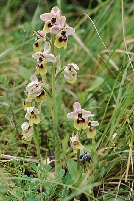 Ophrys grandiflora / Sicilian Sawfly Orchid, Sicily,  Palermo,Monte Catalfano 30.3.1998 