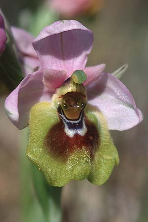 Ophrys grandiflora / Sicilian Sawfly Orchid, Sicily,  Niscemi 11.3.2002 