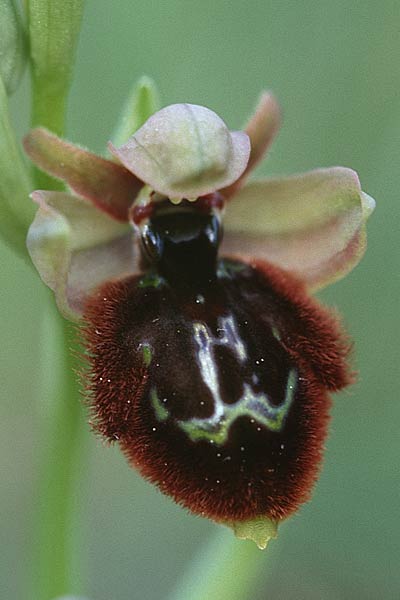 Ophrys incubacea x speculum, Sizilien/Sicily,  Ferla 11.4.1999 