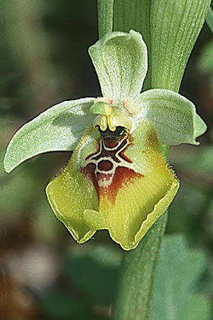 Ophrys lacaitae \ Lacaitas Ragwurz / Lacaita's Ophrys, Sizilien/Sicily,  Ferla 27.4.1998 