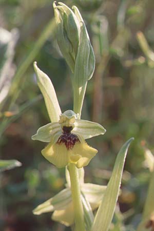 Ophrys lacaitae \ Lacaitas Ragwurz / Lacaita's Ophrys, Sizilien/Sicily,  Ferla 27.4.1998 