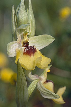 Ophrys lacaitae \ Lacaitas Ragwurz / Lacaita's Ophrys, Sizilien/Sicily,  Ferla 27.4.1998 