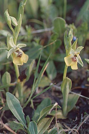 Ophrys lacaitae \ Lacaitas Ragwurz / Lacaita's Ophrys, Sizilien/Sicily,  Ferla 27.4.1998 