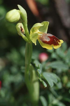 Ophrys archimedea \ Archimedes-Ragwurz, Sizilien,  Niscemi 2.4.1998 
