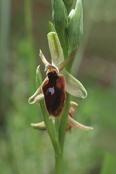 Ophrys lunulata \ Halbmond-Ragwurz / Crescent Ophrys, Sizilien/Sicily,  Passo delle Pantanelle 31.3.1998 