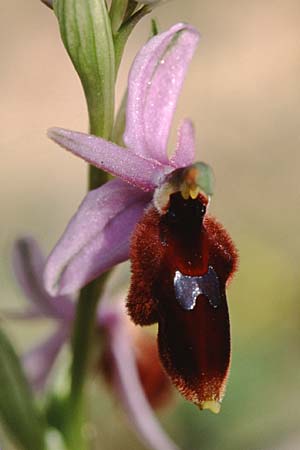 Ophrys lunulata \ Halbmond-Ragwurz, Sizilien,  Niscemi 2.4.1998 