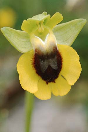 Ophrys lutea / Yellow Bee Orchid, Sicily,  Palermo,Monte Catalfano 30.3.1998 