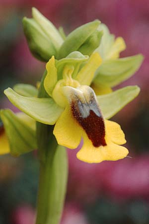 Ophrys lutea / Yellow Bee Orchid, Sicily,  Passo delle Pantanelle 31.3.1998 