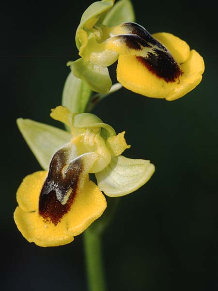 Ophrys lutea / Yellow Bee Orchid, Sicily,  Niscemi 2.4.1998 