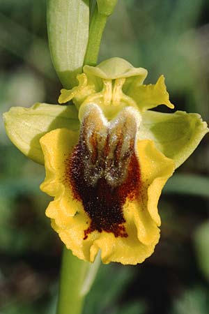 Ophrys lutea / Yellow Bee Orchid, Sicily,  Ferla 4.4.1998 