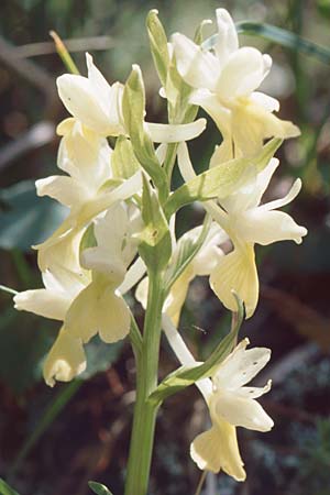 Dactylorhiza markusii \ Sizilianische Fingerwurz, Sizilianisches Knabenkraut / Sicilian Orchid, Sizilien/Sicily,  Madonie, Cefalu 6.4.1998 