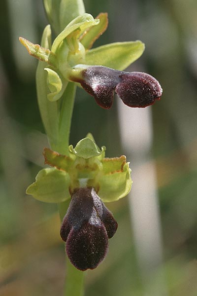 Ophrys mirabilis, Sizilien Prov. Caltanissetta 28.4.98