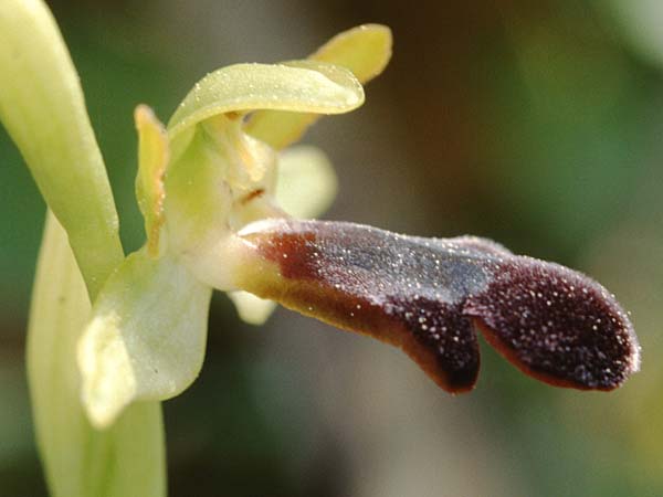 Ophrys mirabilis \ Wunderbare Ragwurz / Wonderful Bee Orchid, Sizilien/Sicily,  Prov. Caltanissetta 28.4.1998 