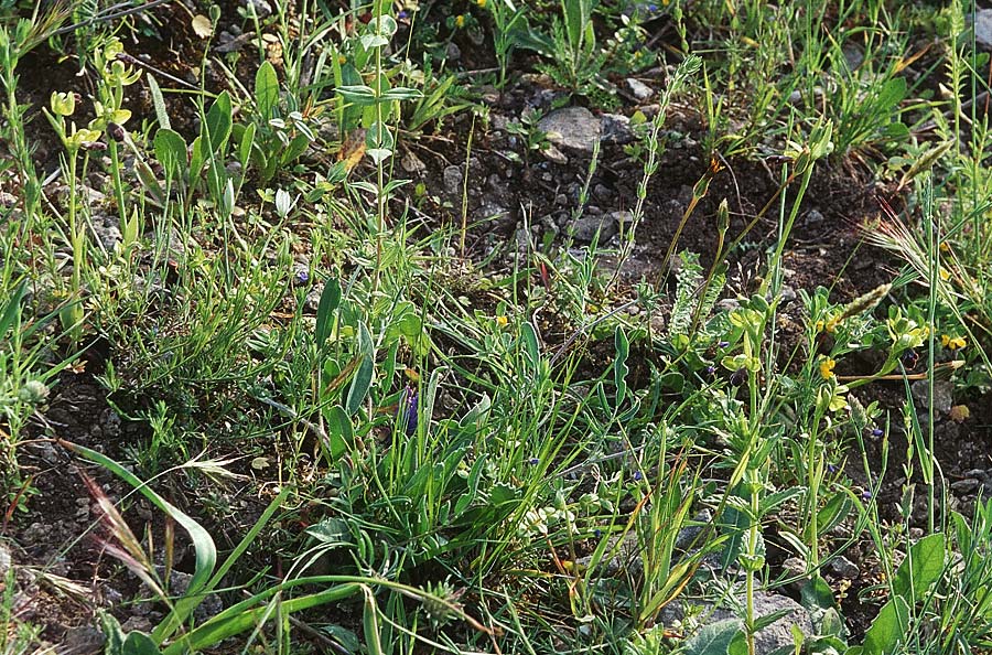 Ophrys mirabilis / Wonderful Bee Orchid, Sicily,  Prov. Ragusa 30.4.1998 