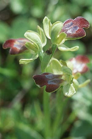 Ophrys obaesa / Led-Colored Bee Orchid, Sicily,  Madonie 6.4.1998 