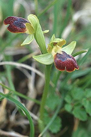 Ophrys obaesa / Led-Colored Bee Orchid, Sicily,  S.Stefano Quisquina 13.4.1999 