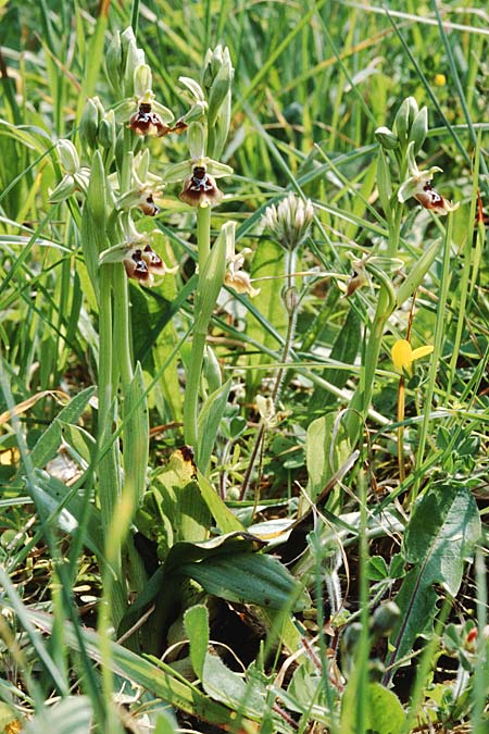 Ophrys oxyrrhynchos \ Schnabel-Ragwurz / Beak Bee Orchid, Sizilien/Sicily,  Passo delle Pantanelle 31.3.1998 