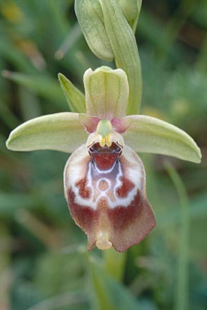 Ophrys oxyrrhynchos \ Schnabel-Ragwurz / Beak Bee Orchid, Sizilien/Sicily,  Caronia Capizzi 1.5.1998 