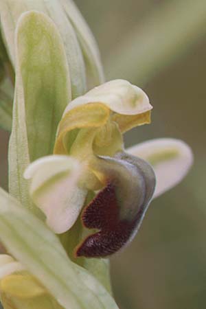 Ophrys pallida \ Bleiche Ragwurz / Pale Ophrys, Sizilien/Sicily,  Godrano 30.3.1998 