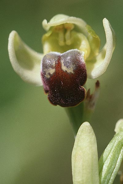 Ophrys pallida \ Bleiche Ragwurz / Pale Ophrys, Sizilien/Sicily,  Ficuzza 29.4.1998 