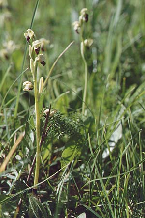 Ophrys pallida \ Bleiche Ragwurz / Pale Ophrys, Sizilien/Sicily,  Ficuzza 29.4.1998 