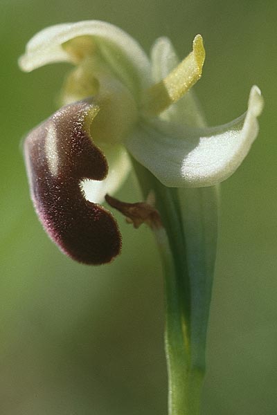 Ophrys pallida \ Bleiche Ragwurz / Pale Ophrys, Sizilien/Sicily,  Godrano 30.4.1998 