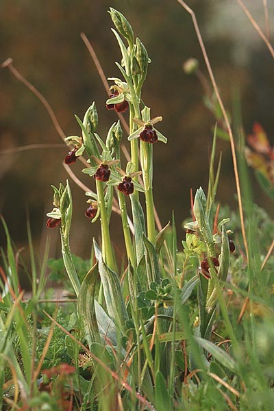 Ophrys panormitana subsp. panormitana \ Palermo-Ragwurz / Palermo Spider Orchid, Sizilien/Sicily,  Monte Grosso 1.4.1998 