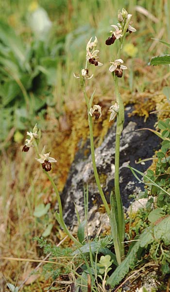 Ophrys panormitana subsp. panormitana \ Palermo-Ragwurz / Palermo Spider Orchid, Sizilien/Sicily,  Monte Grosso 1.4.1998 