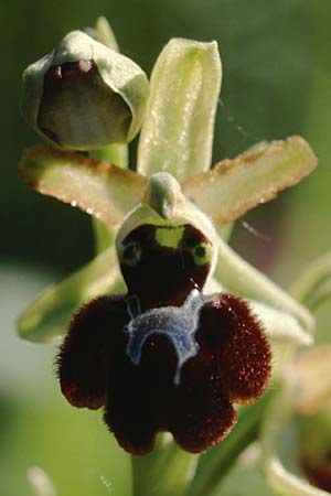 Ophrys panormitana subsp. panormitana \ Palermo-Ragwurz / Palermo Spider Orchid, Sizilien/Sicily,  Monte Grosso 4.4.1998 